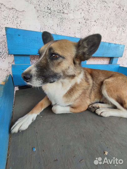 Гавкуша в добрые руки