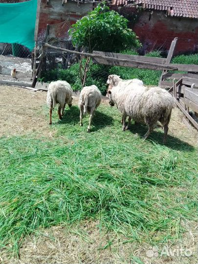Овцы и бараны