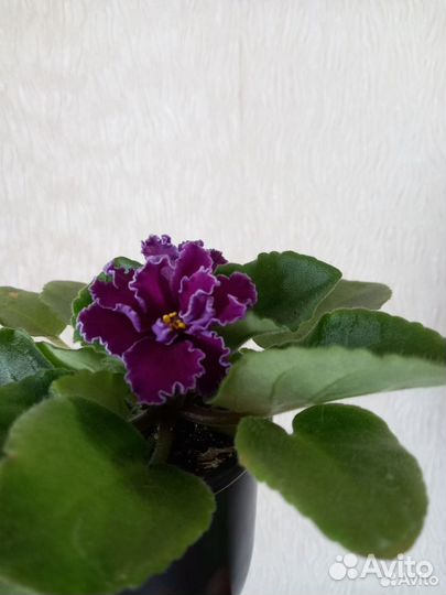 Сортовые фиалки цветущие