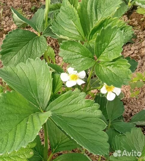 Рассада клубники Сорт Гигантелла