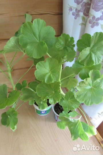 Пеларгония