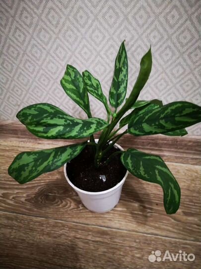 Аглаонема мария