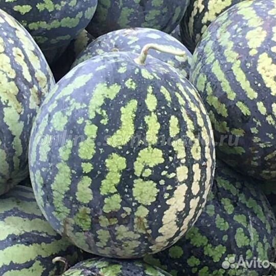 Арбуз Холодок