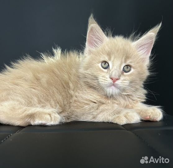 Мейн-кун мальчик и девочка