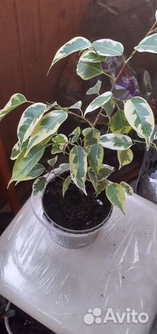 Фикусы с пестрыми и зелеными листьями