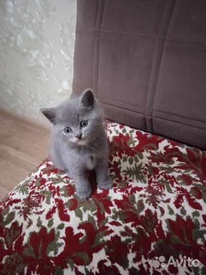 Британская