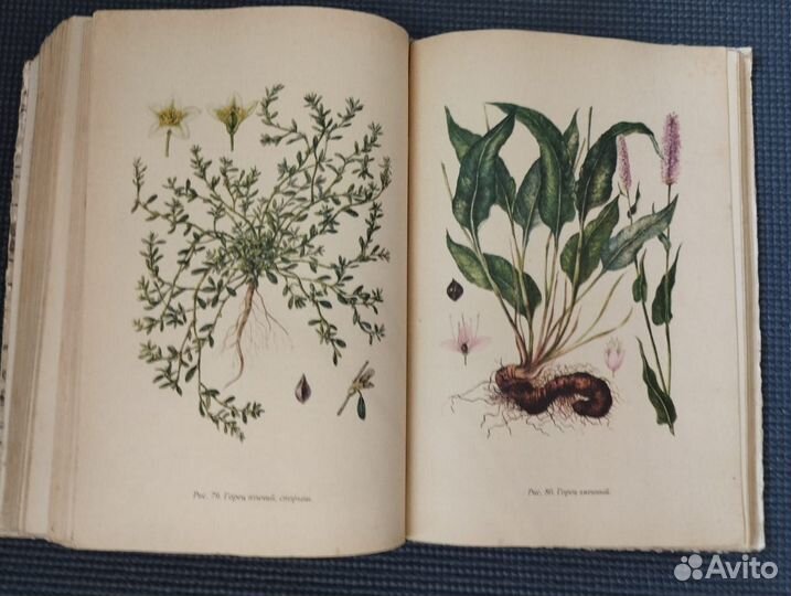 Турова Лекарственные растения СССР и их применение