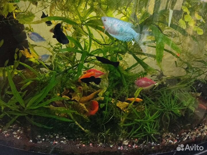 Растения для аквариума