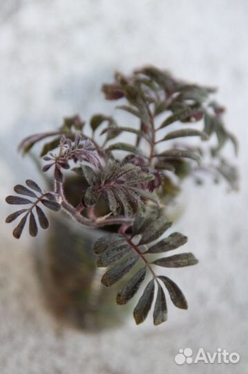 Растения 13 сортов, можно для флорариума