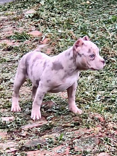 Девочки Американский Булли