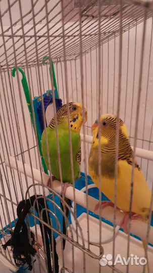 Волнистый попугай