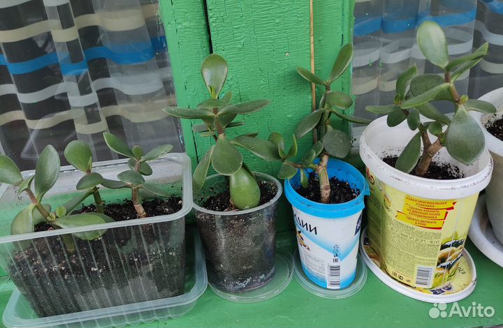 Денежное дерево толстянка крассула