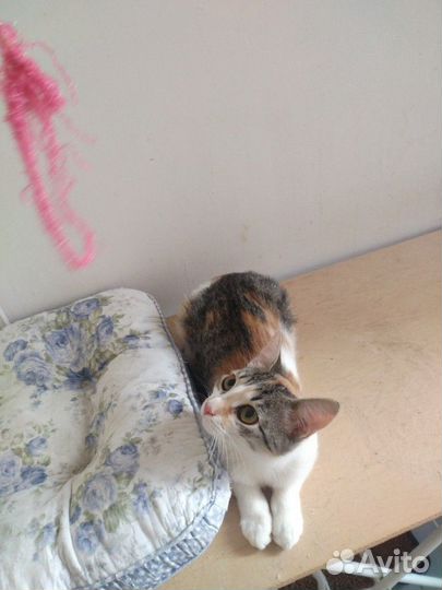 Лилу ищет дом