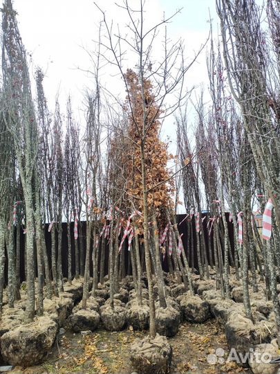 Чернозем,Навоз Коровий,Перегной 1-3г,1-30т