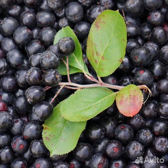Продам черную рябину оптом от 50 кг