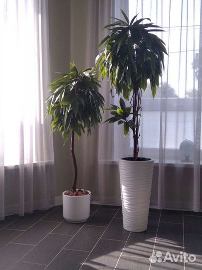 Дерево Манго