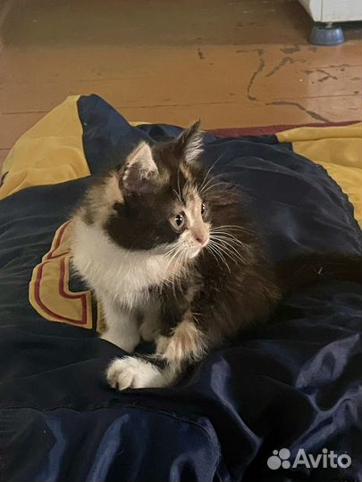 Трехцветная кошка