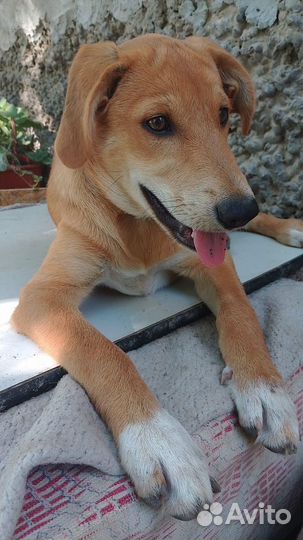 Отдаем в добрые руки