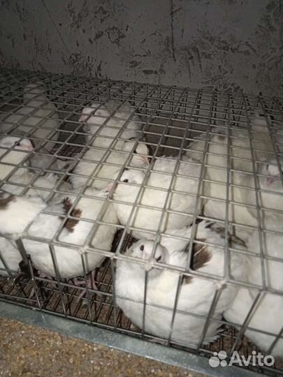 Техасские перепела