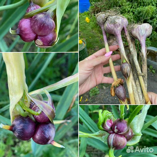 Многоярусный чеснок