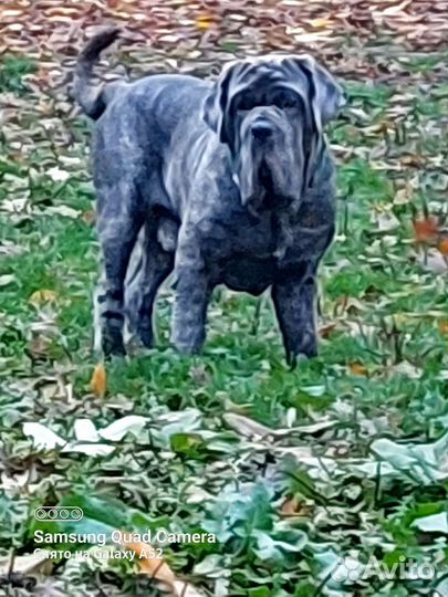 Вязка кобель