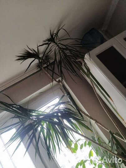 Драцена огромная