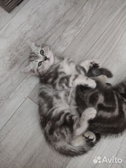 Британские мраморные котята