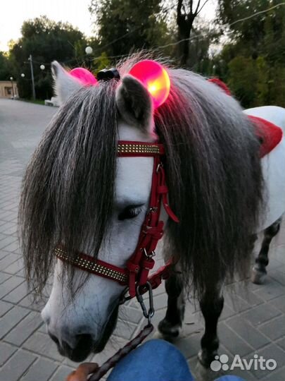 Прогулки на пони и лошадях, фотосессии