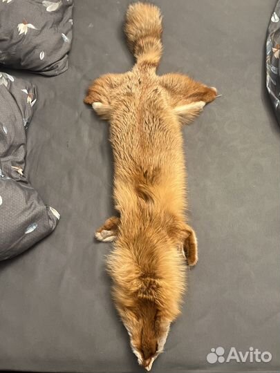 Выделаная шкура лисы