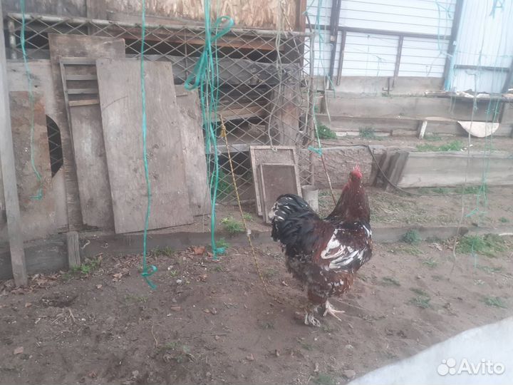 Петух брама