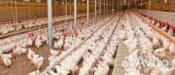 Птицевод-помошник на птицефабрику (вахта)