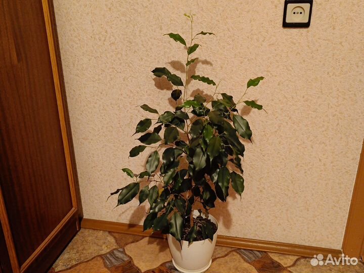 Фикусы большие