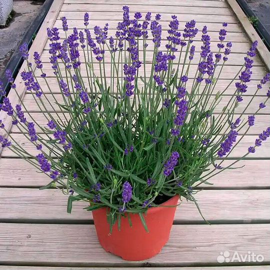 Лаванда