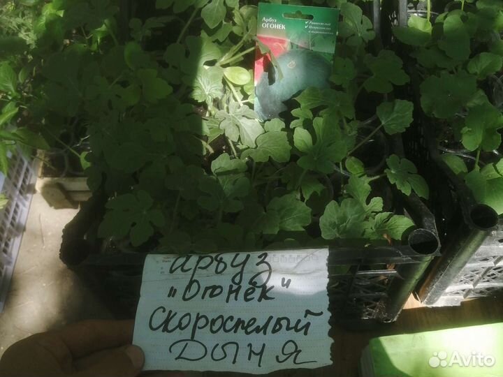 Рассада Арбузов и Дыни