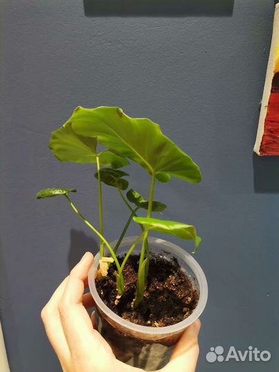 Филодендрон Селло мексиканский змей