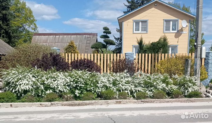 Спирея серая Грефшейм