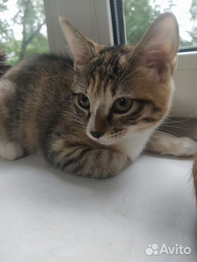 Котенок