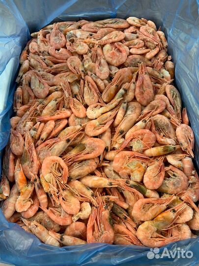 Креветка северная