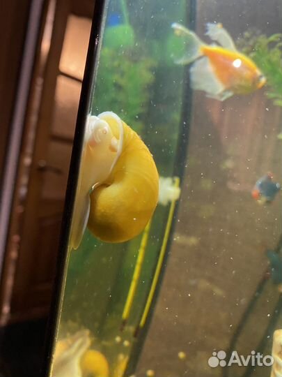 Аквариумные улитки