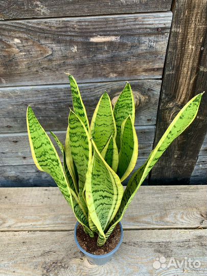 Сансевиерия Лауренти