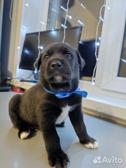 Щенки лабрадора