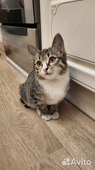 Котëнок в добрые руки