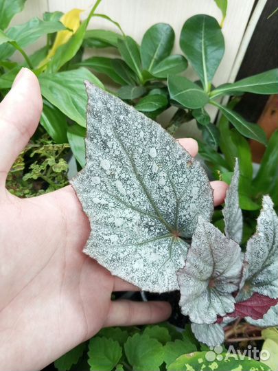 Бегония, иглица, ваниль