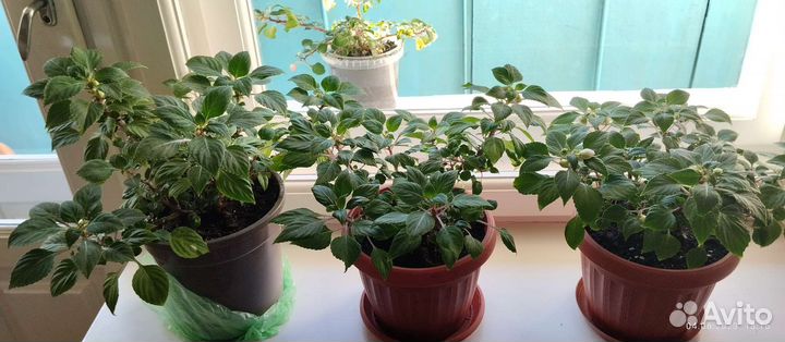 Бальзамин махровый