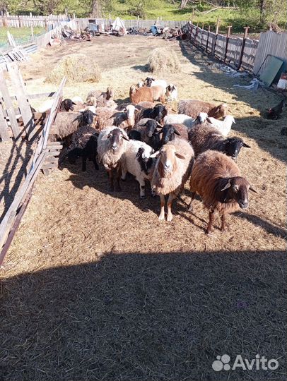 Овцы бараны ягнята