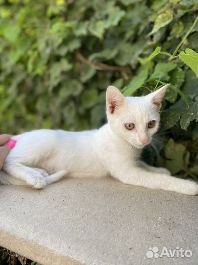 Котик