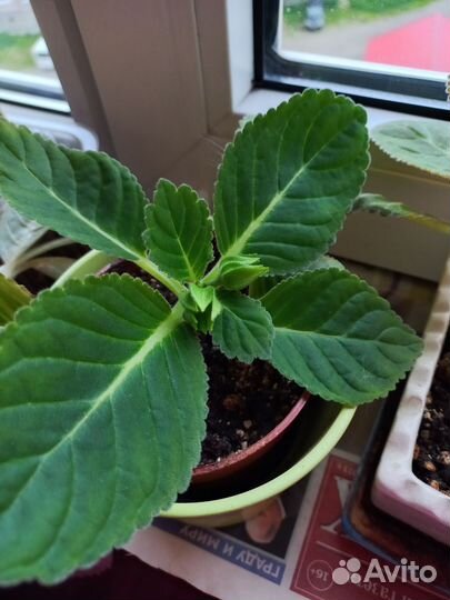 Глоксиния цветущая