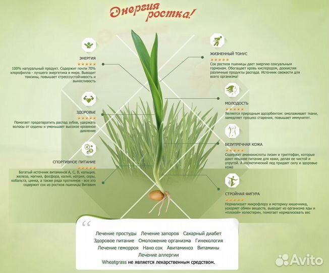 Зеленый фреш для здоровья, витграсс
