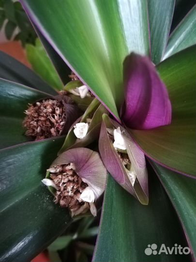 Традесканция рео