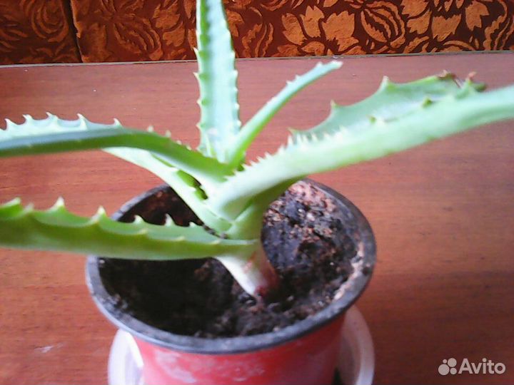 Алоэ лечебный